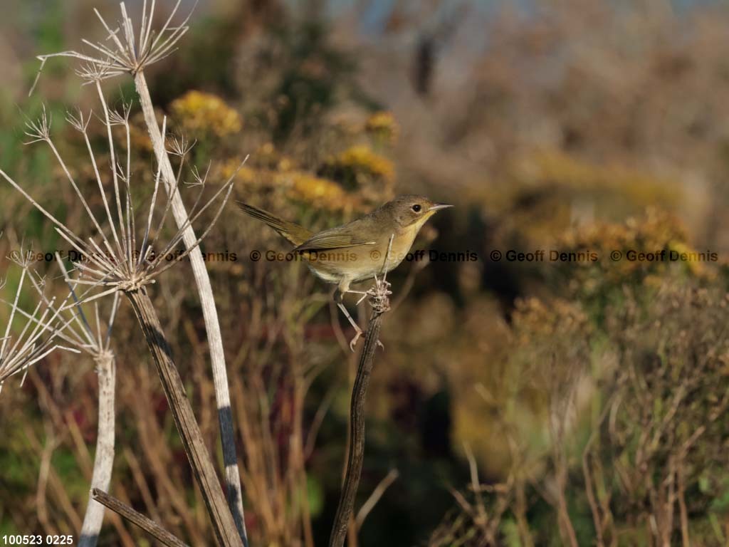 COYE-BL_Common-Yellowthroat