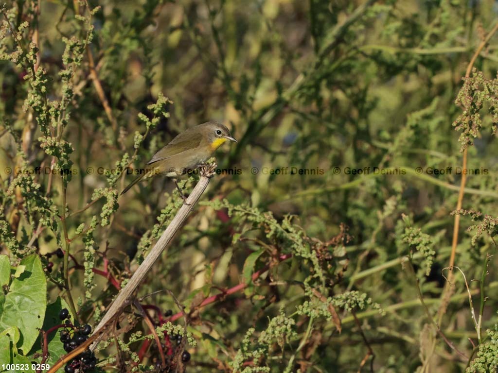 COYE-BM_Common-Yellowthroat