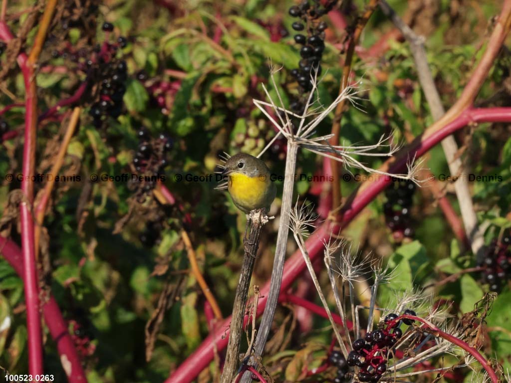 COYE-BN_Common-Yellowthroat