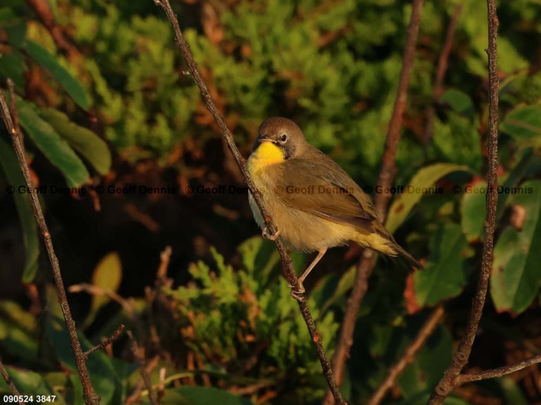 COYE-BO_Common-Yellowthroat