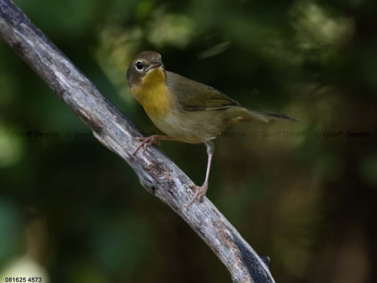 COYE-BP_Common-Yellowthroat