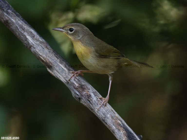 COYE-BQ_Common-Yellowthroat