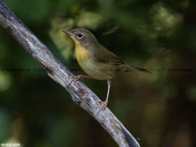 COYE-BR_Common-Yellowthroat