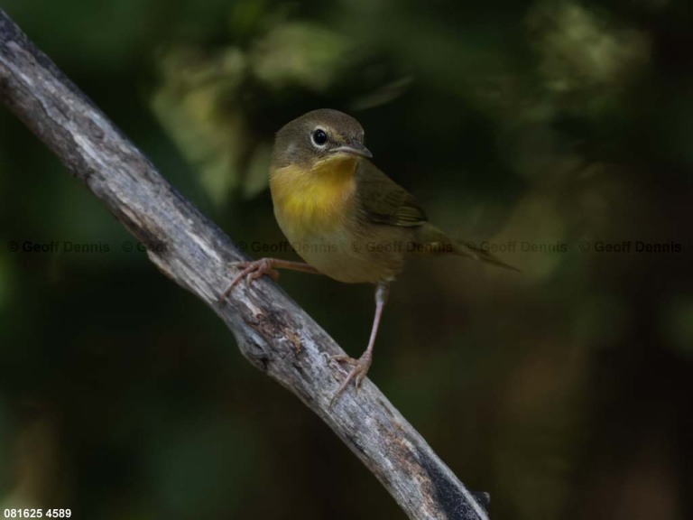 COYE-BS_Common-Yellowthroat