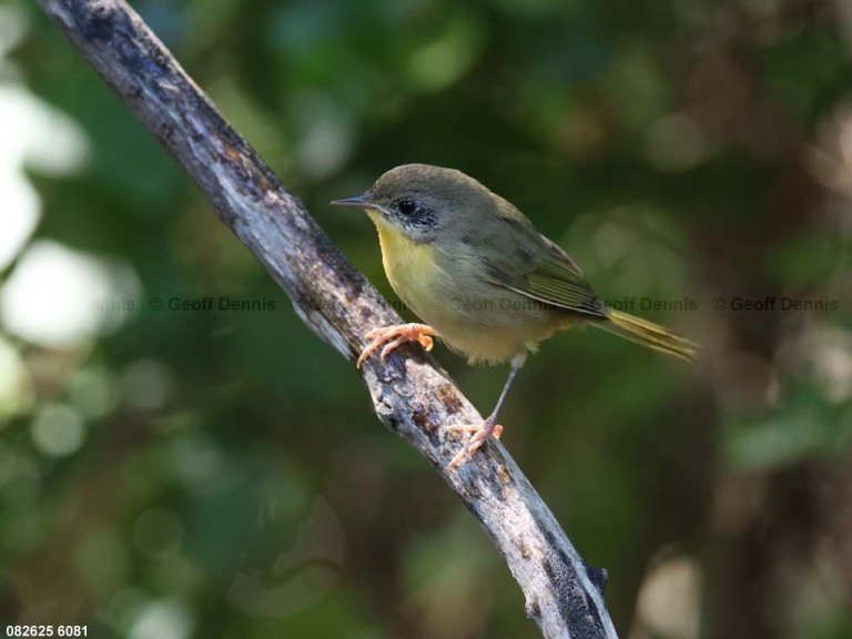 COYE-BT_Common-Yellowthroat