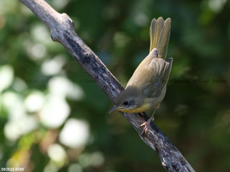 COYE-BU_Common-Yellowthroat