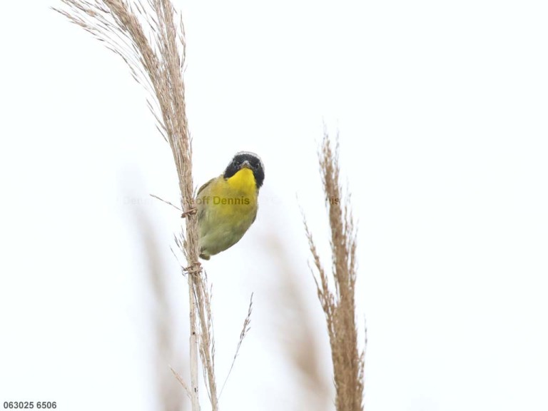 COYE-BV_Common-Yellowthroat