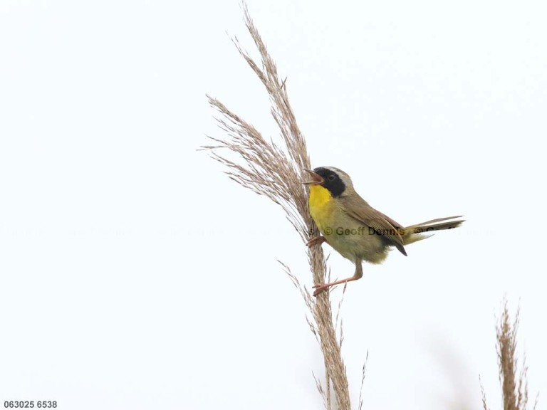 COYE-BW_Common-Yellowthroat