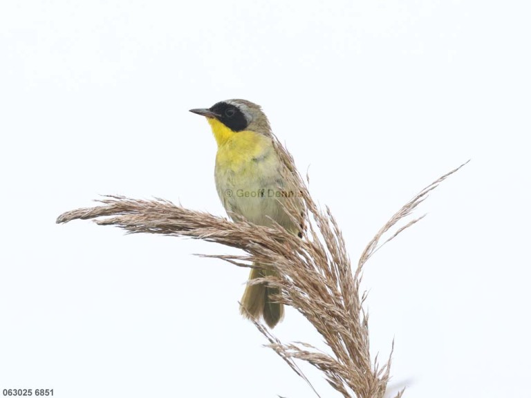 COYE-BX_Common-Yellowthroat