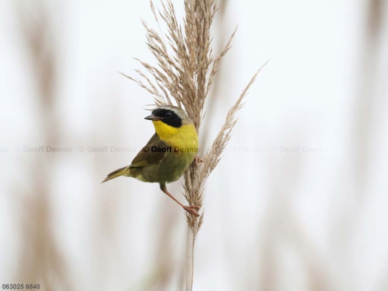 COYE-BY_Common-Yellowthroat