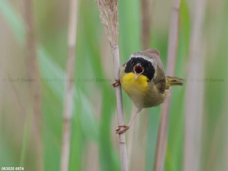 COYE-BZ_Common-Yellowthroat