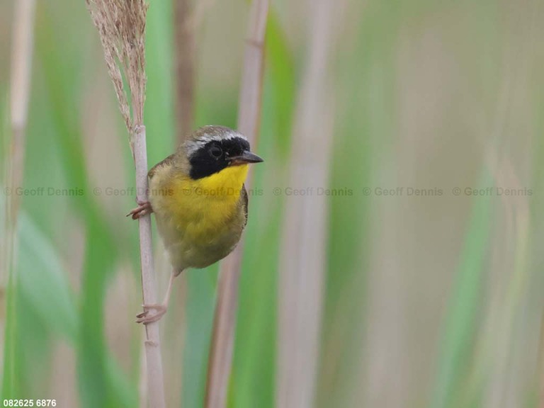 COYE-CA_Common-Yellowthroat