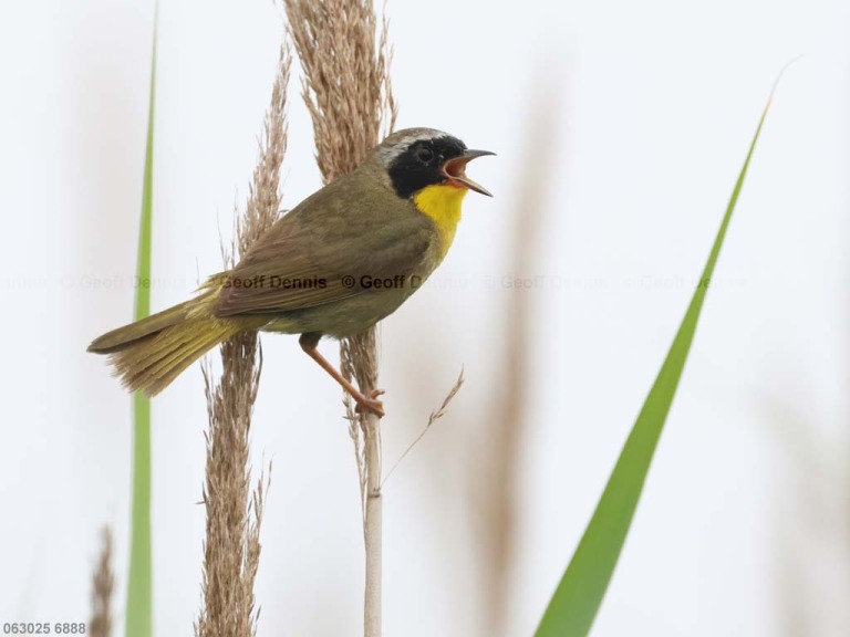 COYE-CB_Common-Yellowthroat