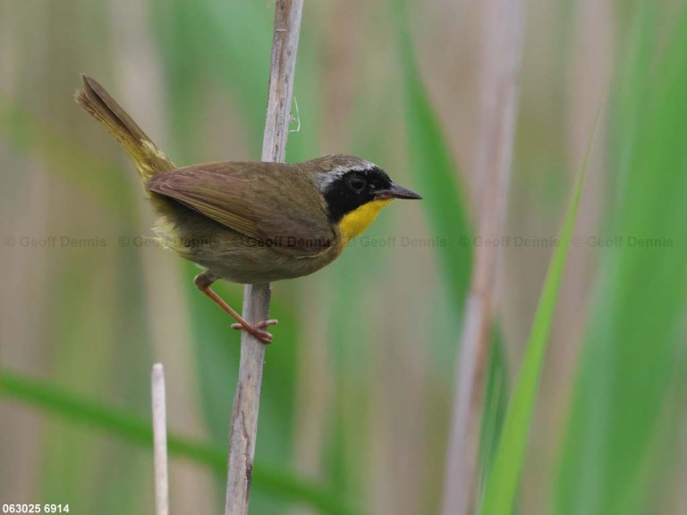 COYE-CC_Common-Yellowthroat