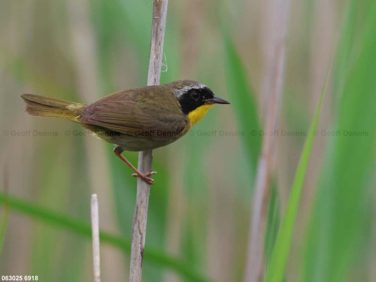 COYE-CD_Common-Yellowthroat