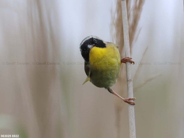 COYE-CE_Common-Yellowthroat