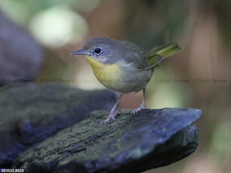 COYE-CF_Common-Yellowthroat