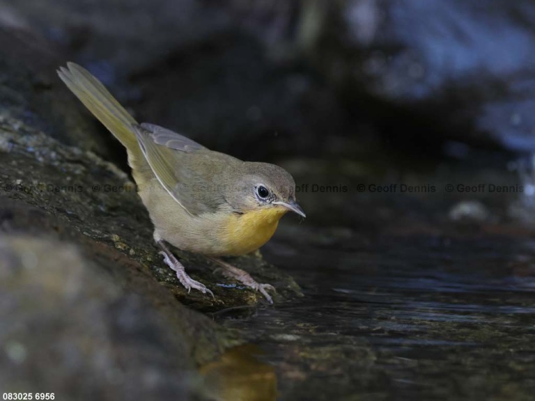COYE-CG_Common-Yellowthroat