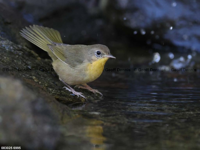 COYE-CH_Common-Yellowthroat