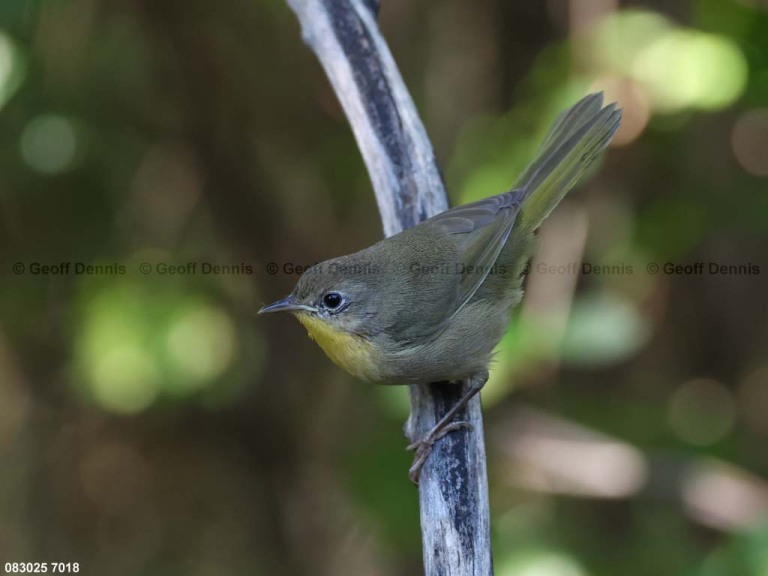 COYE-CI_Common-Yellowthroat