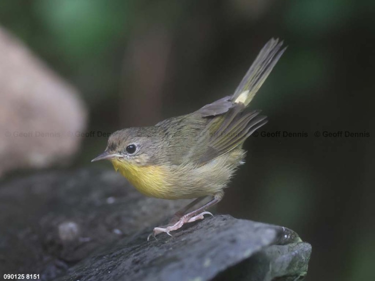 COYE-CJ_Common-Yellowthroat