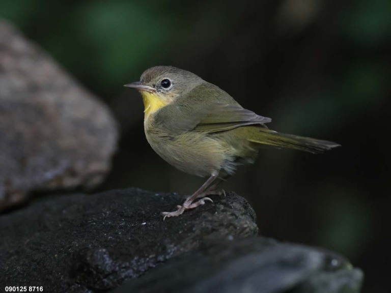 COYE-CK_Common-Yellowthroat