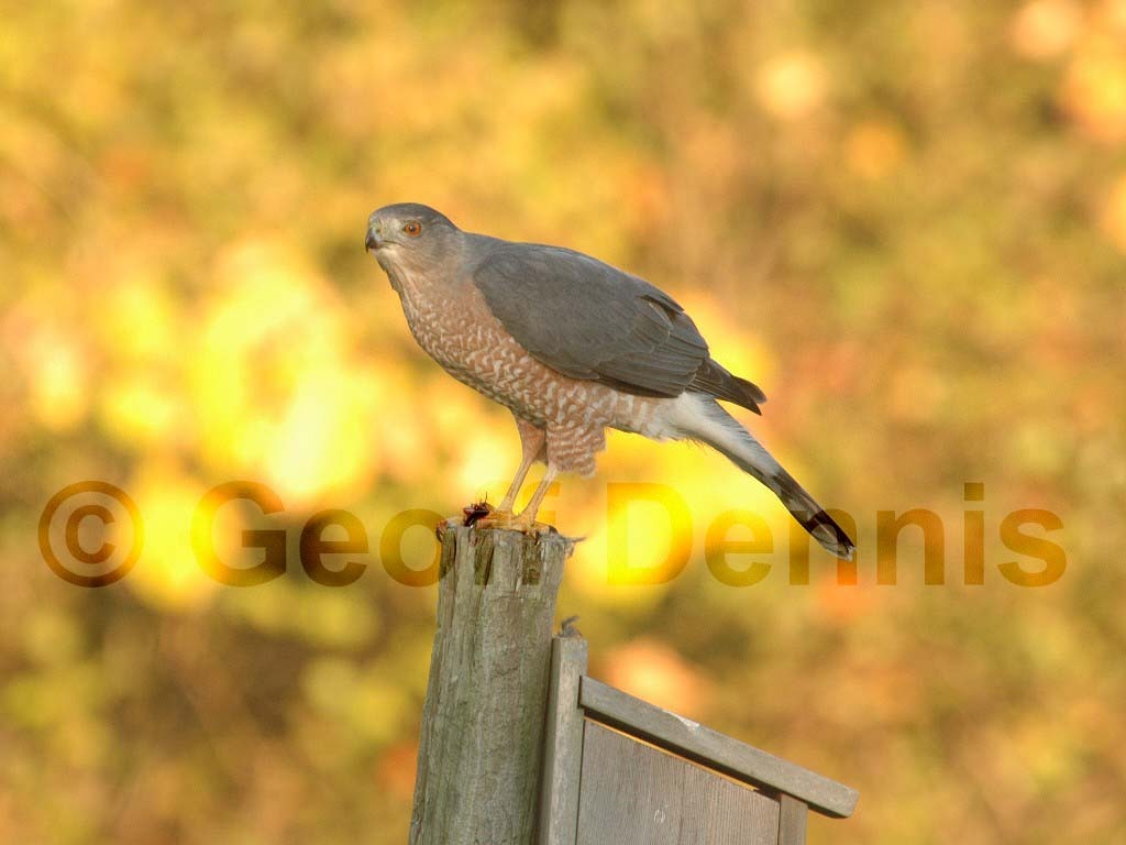 COHA-AA_Coopers-Hawk