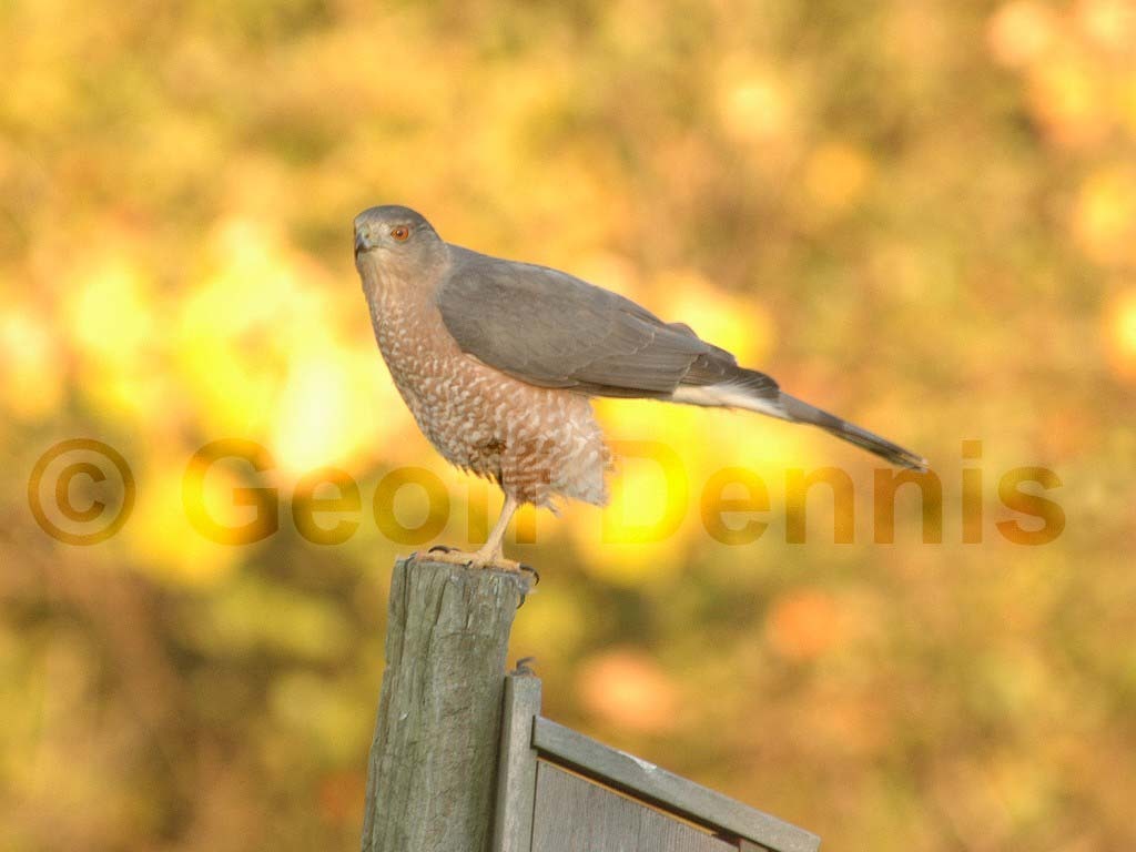 COHA-AB_Coopers-Hawk