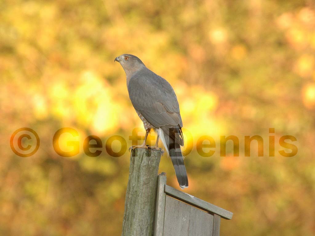 COHA-AC_Coopers-Hawk
