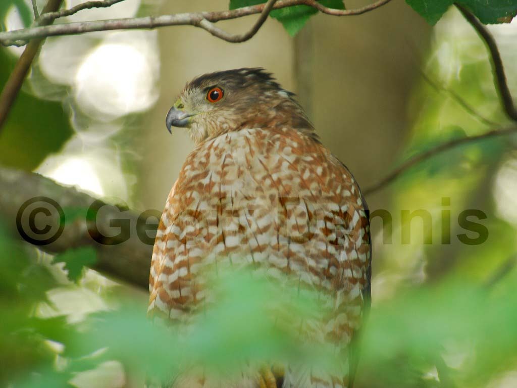 COHA-AD_Coopers-Hawk