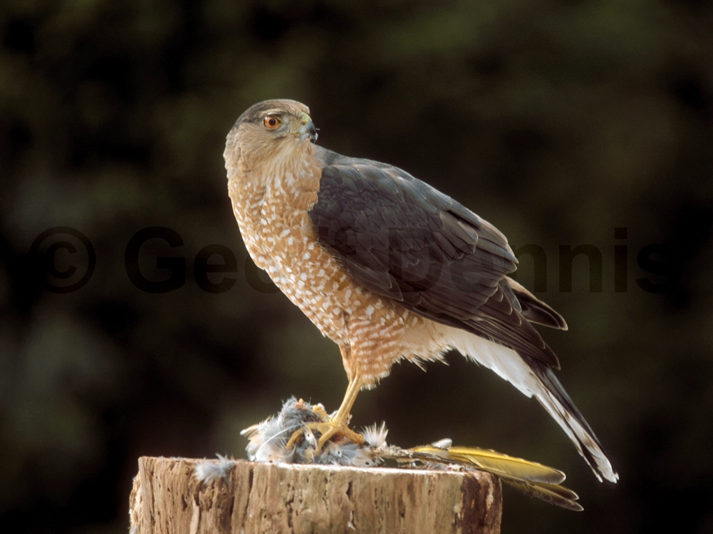 COHA-AE_Coopers-Hawk