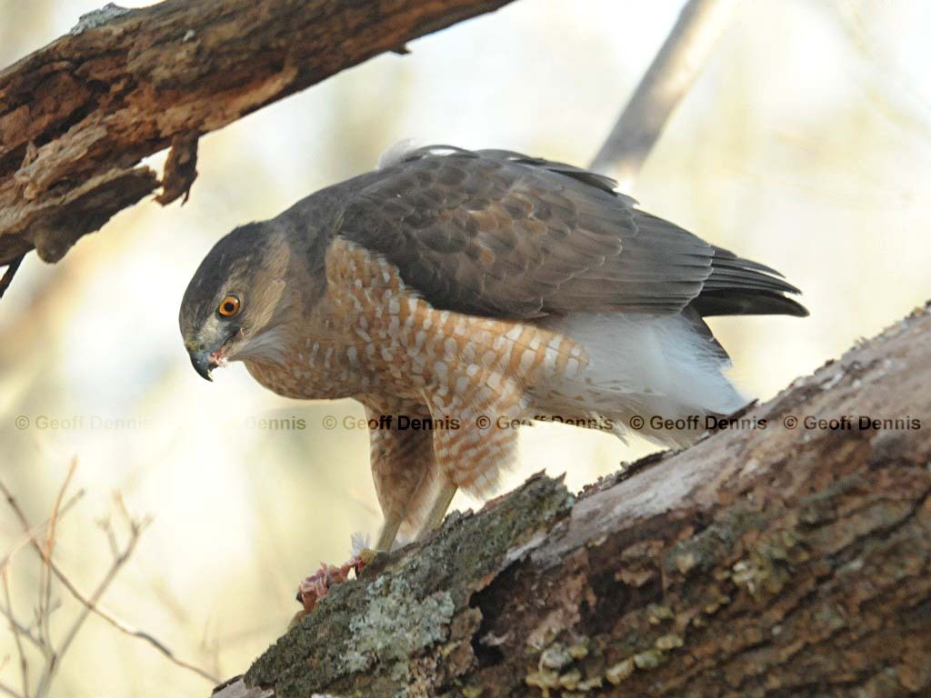 COHA-AF_Coopers-Hawk