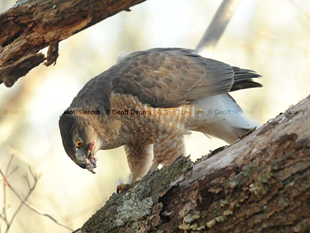 COHA-AG_Coopers-Hawk