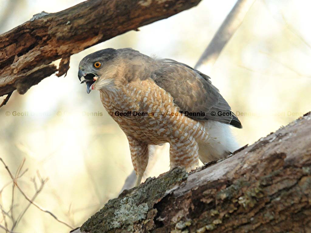 COHA-AH_Coopers-Hawk