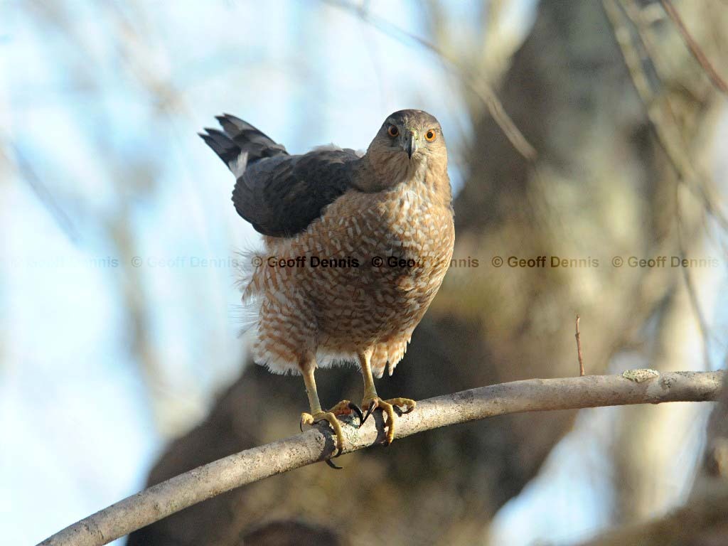 COHA-AI_Coopers-Hawk