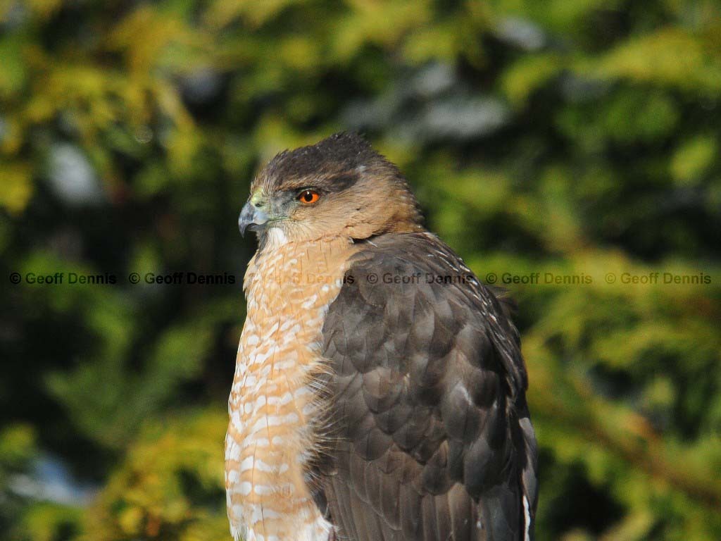 COHA-AJ_Coopers-Hawk