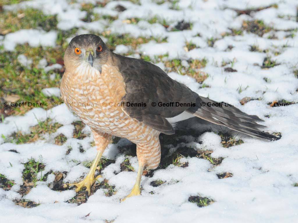 COHA-AK_Coopers-Hawk