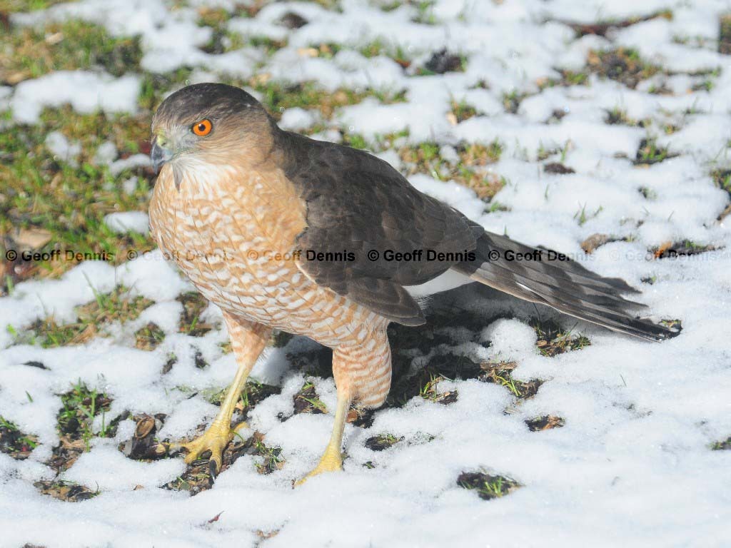 COHA-AL_Coopers-Hawk