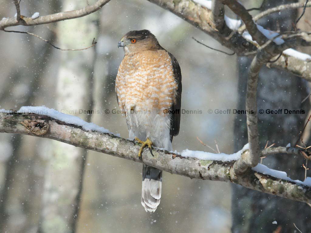 COHA-AM_Coopers-Hawk