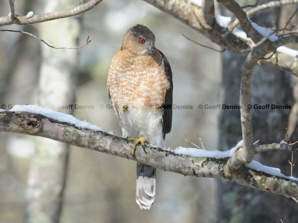 COHA-AN_Coopers-Hawk