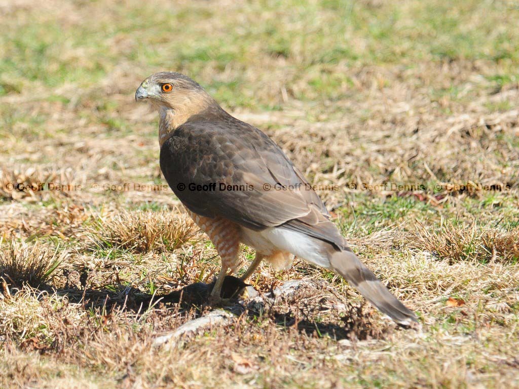 COHA-AO_Coopers-Hawk