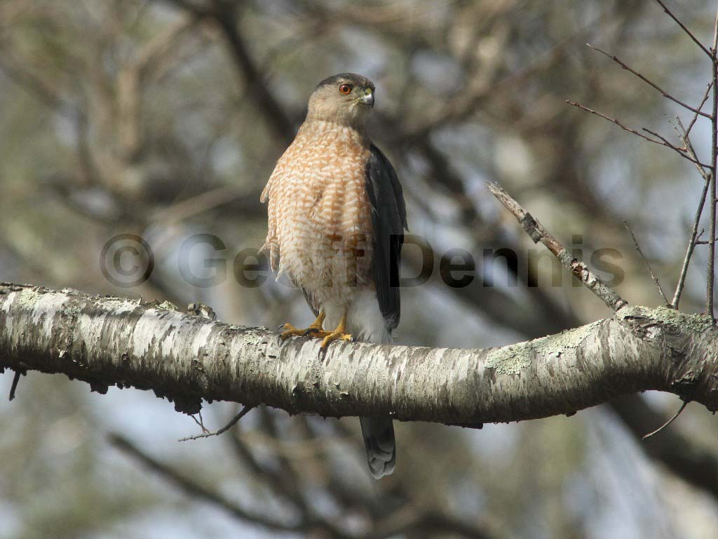 COHA-AP_Coopers-Hawk