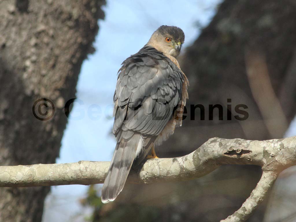 COHA-AQ_Coopers-Hawk