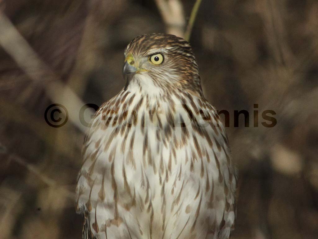 COHA-AR_Coopers-Hawk