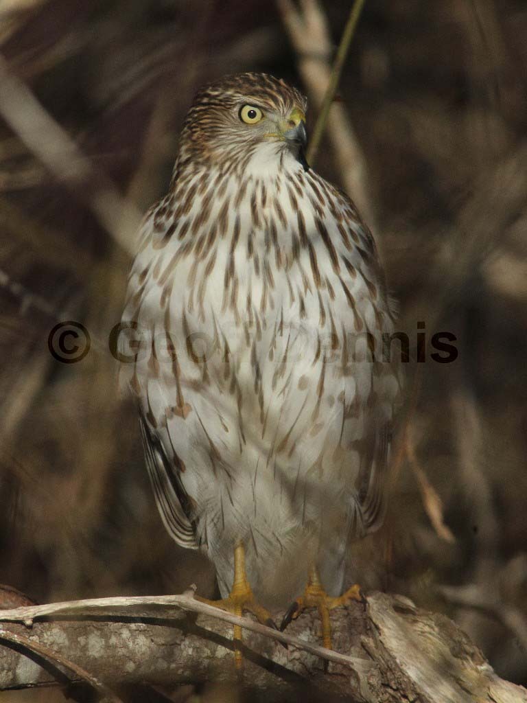 COHA-AS_Coopers-Hawk