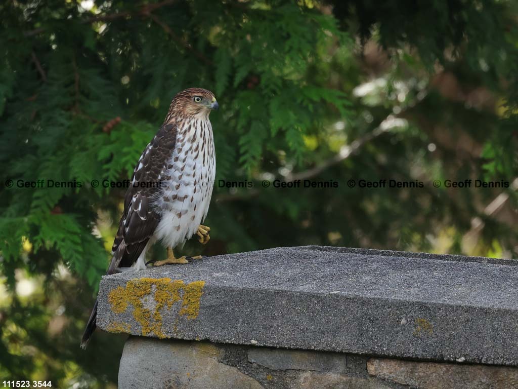 COHA-AT_Coopers-Hawk
