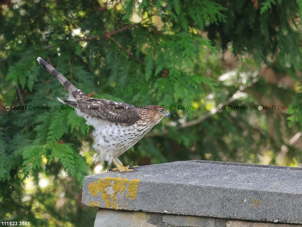 COHA-AU_Coopers-Hawk