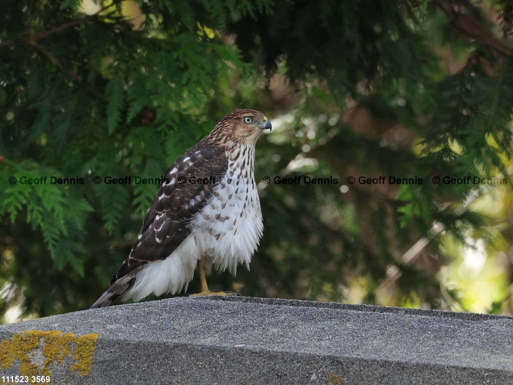 COHA-AV_Coopers-Hawk