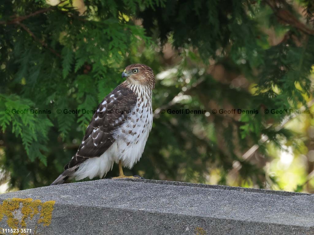 COHA-AW_Coopers-Hawk