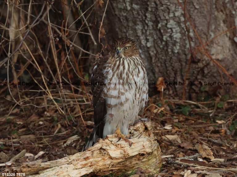COHA-AX_Coopers-Hawk